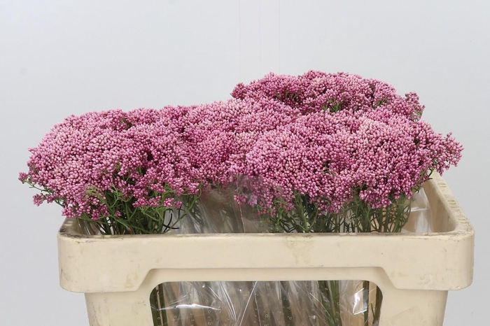 Ozothamnus Booming Pink