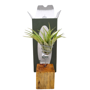 Tillandsia houtblok gift package