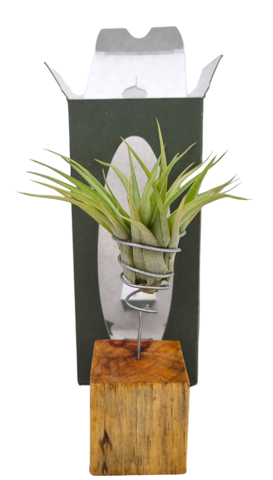 <h4>Tillandsia houtblok gift package</h4>