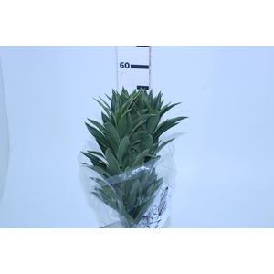 FOLHAGEM DRACENA PLEOMELE CINZA
