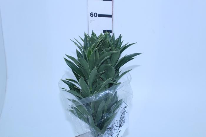 FOLHAGEM DRACENA PLEOMELE CINZA