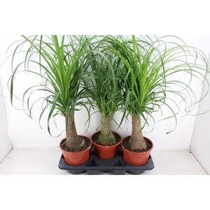 arr3 CP - Beaucarnea recur