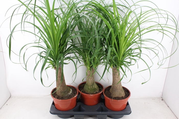 <h4>arr3 CP - Beaucarnea recur</h4>