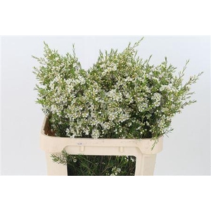 Chamelauc Ofir White