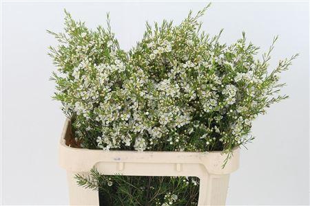 <h4>Chamelauc Ofir White</h4>