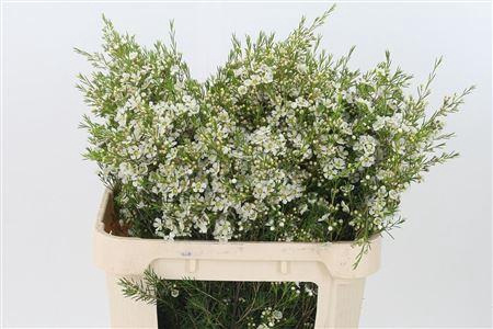 <h4>Chamelauc Ofir White</h4>