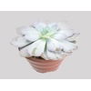 ECHEVERIA CALY ARGENTEA C21