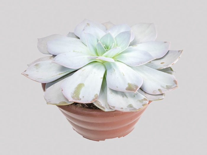 <h4>ECHEVERIA CALY ARGENTEA C21</h4>