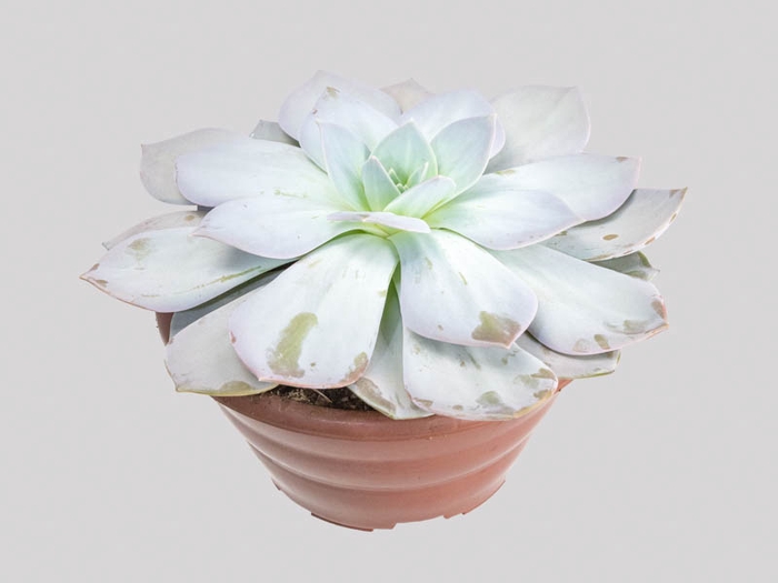 <h4>ECHEVERIA CALY ARGENTEA C21</h4>