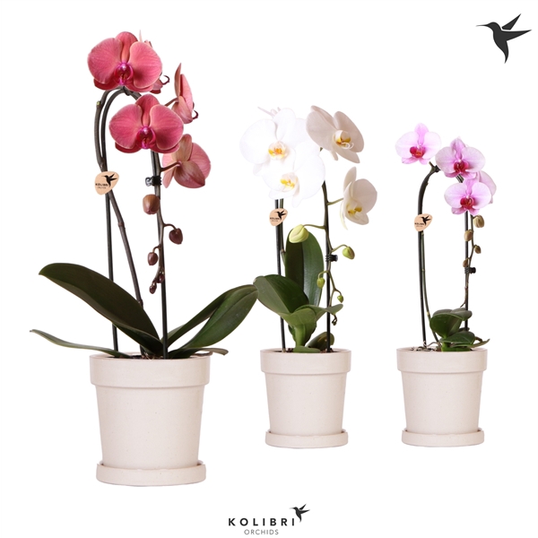 <h4>Kolibri Orchids Cascade Niagara fall 1 spike in flower pot sand</h4>