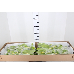 ANTHURIUM MIDORI 13/15 045 CM DIAM MIN 13 CM VERDE