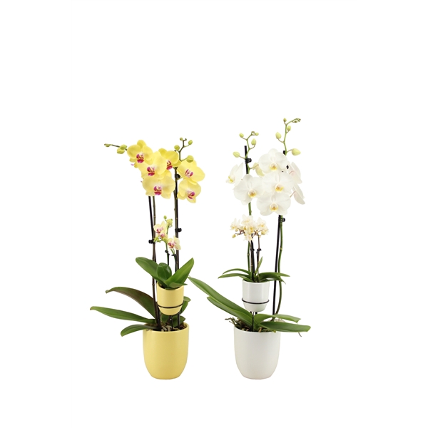 <h4>Hugo Citrus/White Phal Geel/Wit 2T + Tiny Dolls 2T</h4>