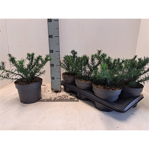 <h4>Taxus baccata 'Repandens' - C2</h4>