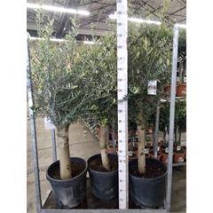 <h4>Olea europaea</h4>