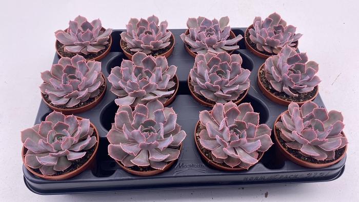 <h4>Echeveria Schaviana</h4>
