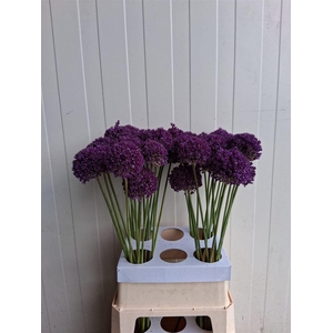 Allium Ambassador