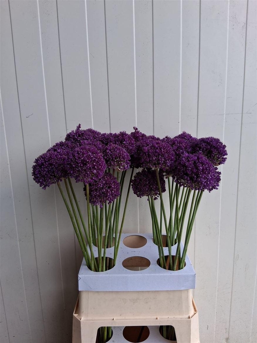 <h4>Allium Ambassador</h4>