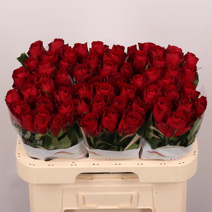 <h4>ROSA GR 'MADAM RED'</h4>