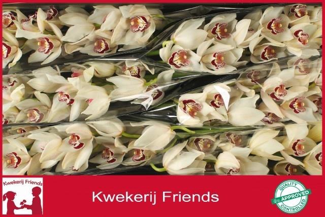 <h4>CYMB T MRS. ESMEE</h4>