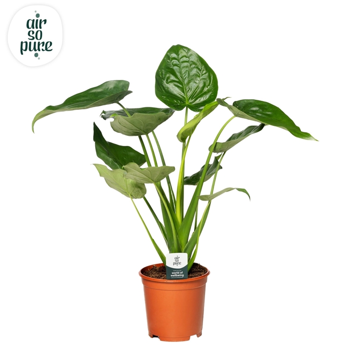 <h4>Alocasia Cucullata p24</h4>