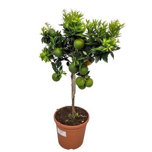 Citrus Aurantum Chinotto Stem