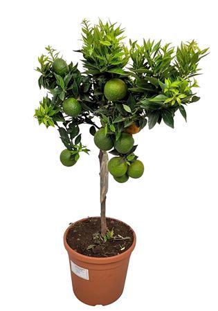 <h4>Citrus Aurantum Chinotto Stem</h4>