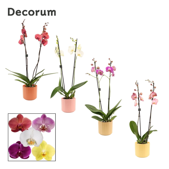 <h4>Phalaenopsis 2 tak 16+ mix in Kaya (Sympathetic moods-collection</h4>