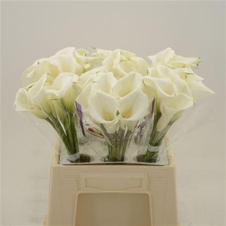 <h4>CALLA WHITE ART CALLA WHITE ART | D</h4>