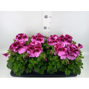 Pelargonium gran.   ..