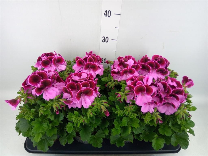 <h4>Pelargonium gran.   ..</h4>