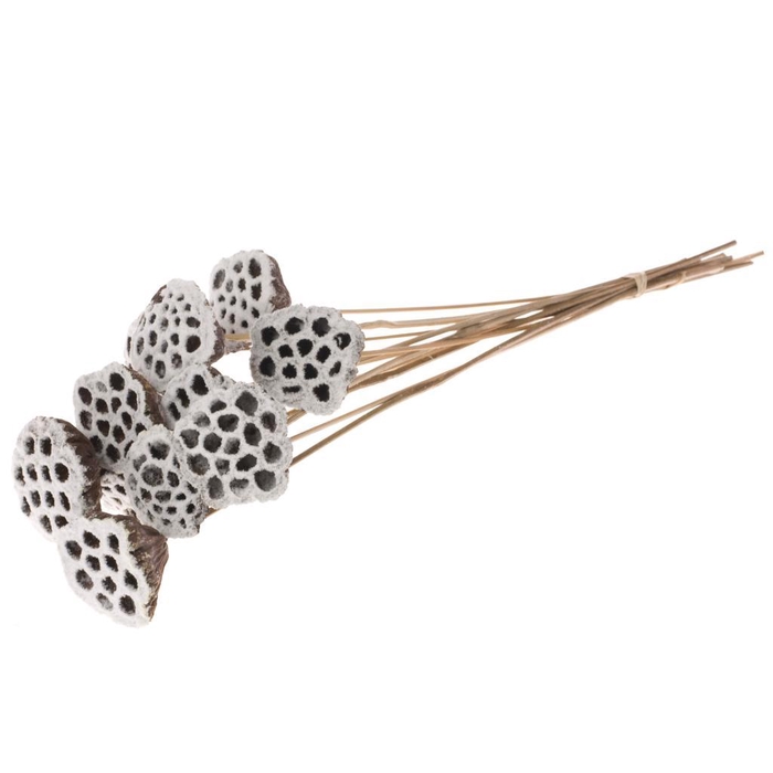 <h4>Lotus O/s Nat H Snow</h4>