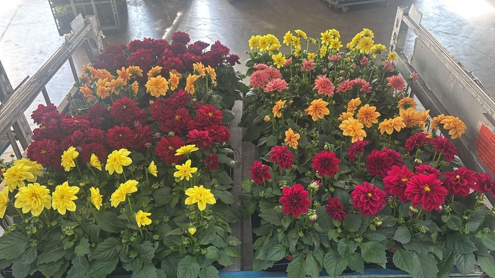 <h4>DAHLIA ROYAL GEM</h4>