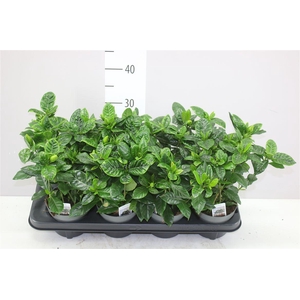 Gardenia Jasminoides 1+