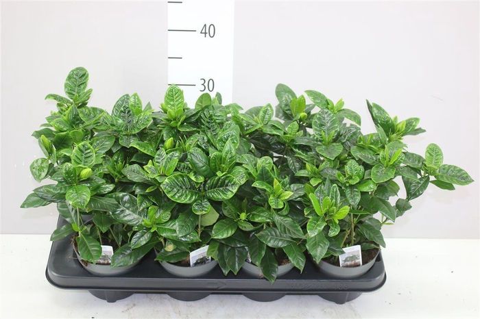 <h4>Gardenia Jasminoides 1+</h4>