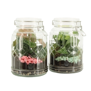 21947: Contradiction terrarium