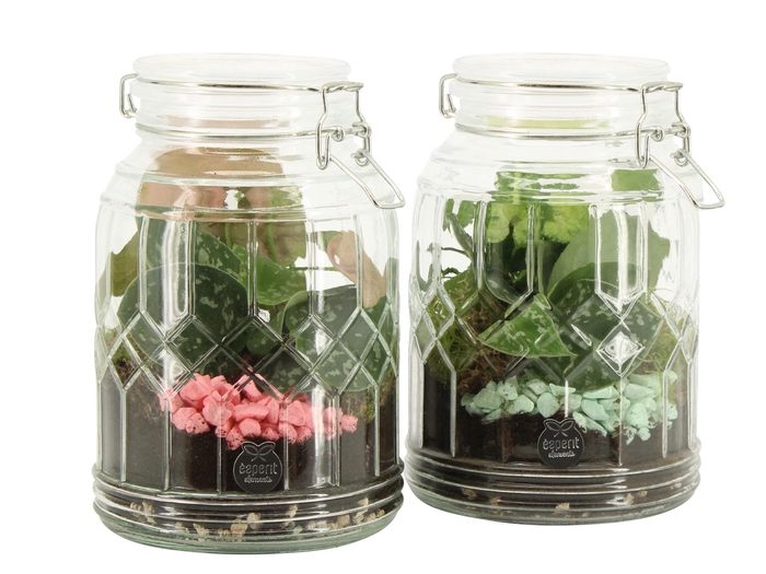 <h4>21947: Contradiction terrarium</h4>