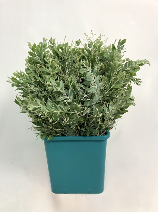 <h4>ACACIA MIMOSA DENIS BODEN GREEN 400GR</h4>