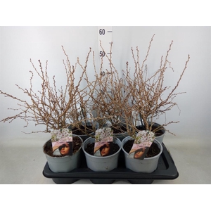 Prunus incisa 'Kojou-no-mai'