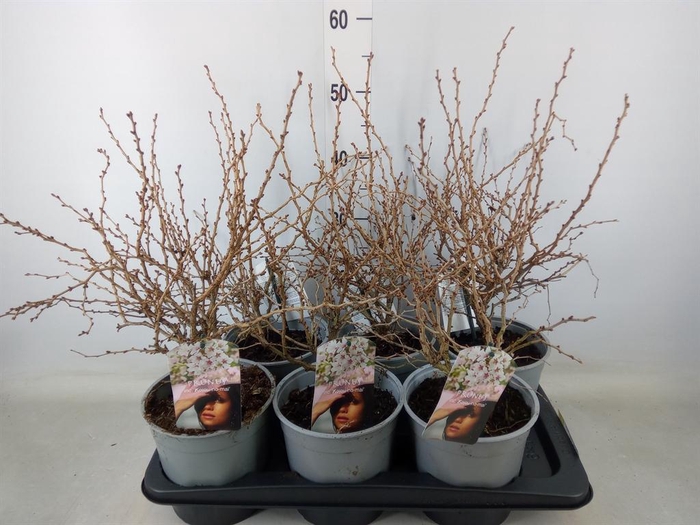 <h4>Prunus incisa 'Kojou-no-mai'</h4>