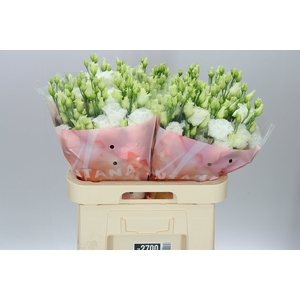 Eust En Botanic White