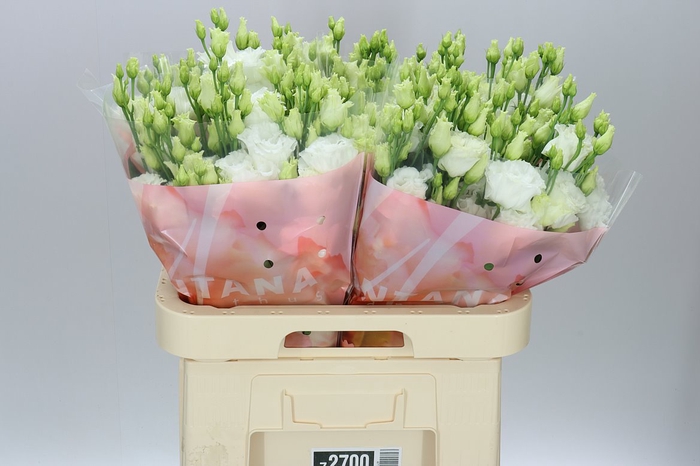 <h4>Eust En Botanic White</h4>