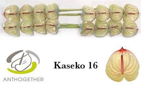 <h4>Anth A Kaseko</h4>