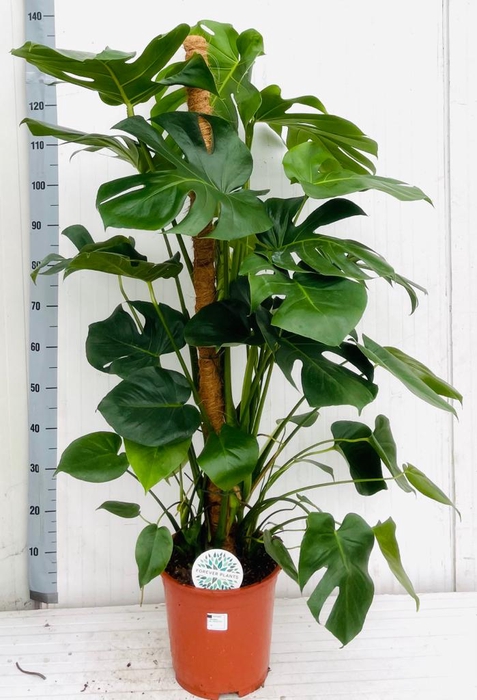 <h4>MONSTERA DELICIOSA</h4>