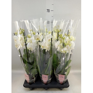 Phalaenopsis  'Ant Inverness'