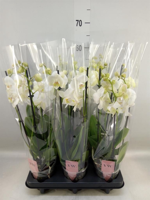 <h4>Phalaenopsis  'Ant Inverness'</h4>