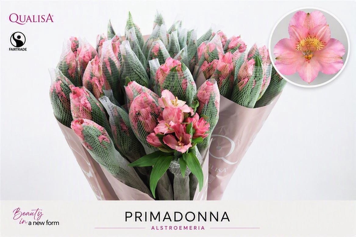 <h4>Alstr Primadonna Ec !</h4>