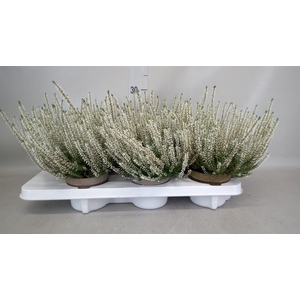 Calluna vulg. 'Garden G Madonna'