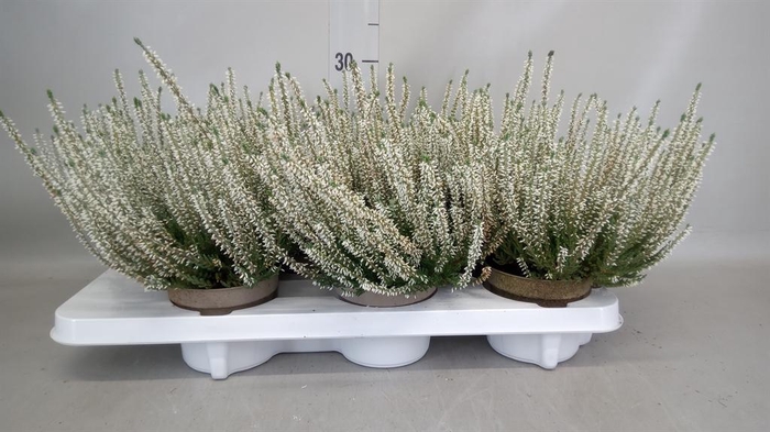 <h4>Calluna vulg. 'Garden G Madonna'</h4>
