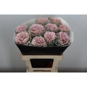 Brassica Wx (crane) Oceana