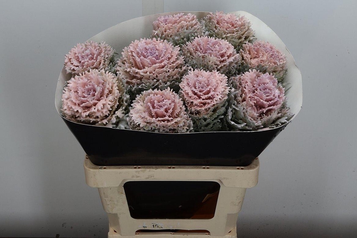 <h4>Brassica Wx (crane) Oceana</h4>